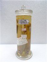 藏品(鯁魚)的圖片